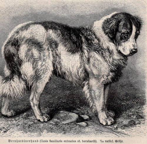 Bernard alpine rescue - alpine,