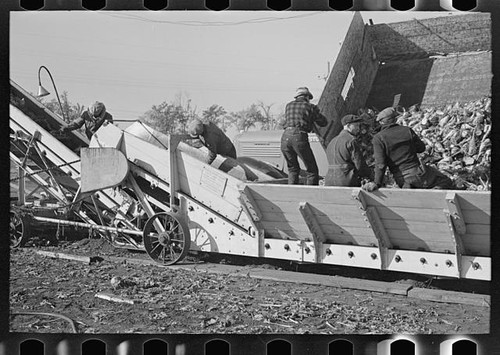Photo unloading sugar - sugar, beets