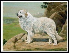 Pyrenean mountain dog lovely - mountain,