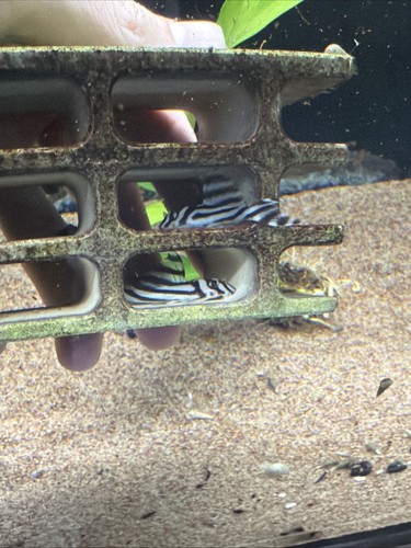 Hypancistrus zebra l46 - l46, /