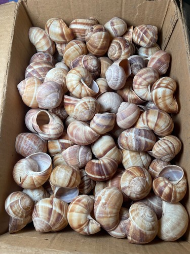 Snail shells helix large box - shells,