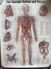 2 anatomical wallchart posters