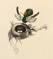 HUMMINGBIRD c1835 beautiful