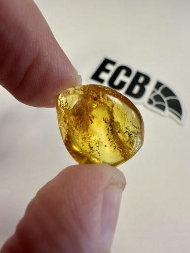Baltic amber with - baltic,