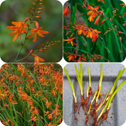 20x orange crocosmia plants - 20x,