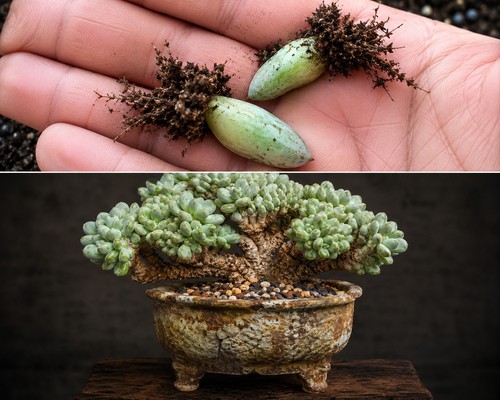 Rooted pachyphytum - 2x,