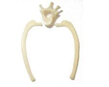 Insectivore comparative anatomy rare bones Erinaceus Hedgehog Vertebra w/ ribs