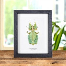 Giant leaf taxidermy - giant, insect
