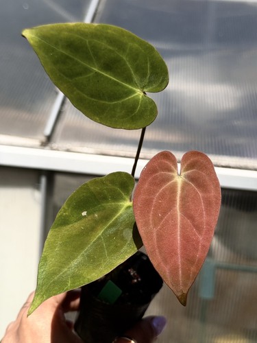 Anthurium bvv aos - x, ra10
