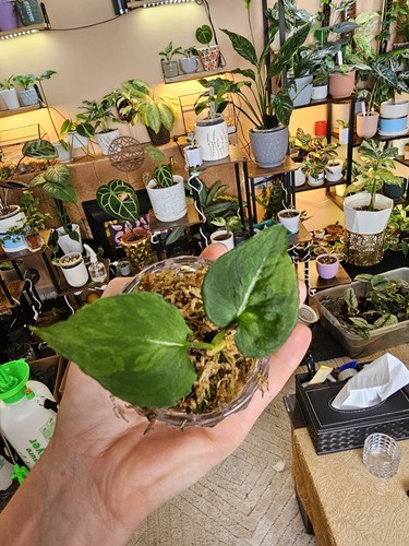 Syngonium scrambled eggs very - syngonium,