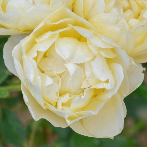 Patio rose our dream hardy - patio,
