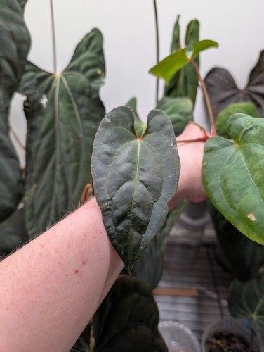 Anthurium besseae aff - , x
