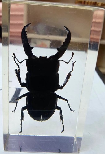 Preserved stag beetle - stag, insect
