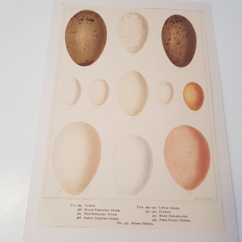 Antique bird egg c1890s print - egg,