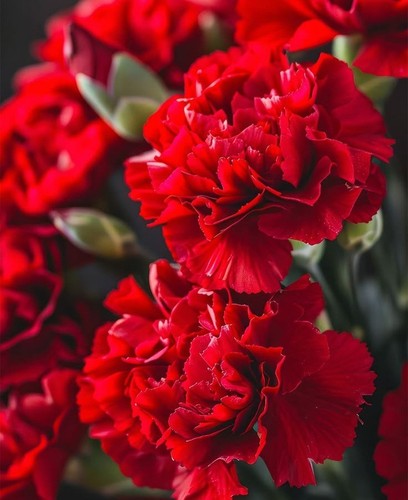 Carnation seeds red - seeds, “red