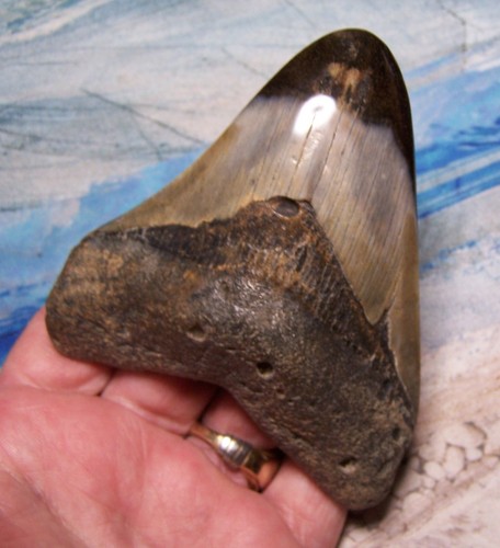 Megalodon shark tooth 4 - tooth,
