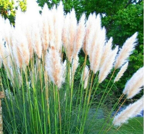 Cortaderia selloana - , (gynerium)