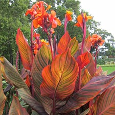 Canna Durban Exotic Bedding