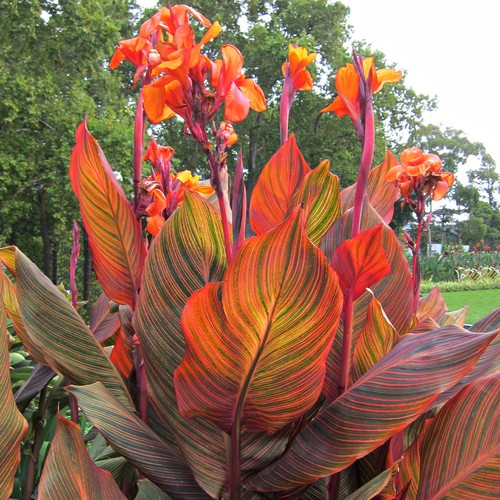 Canna durban exotic bedding - canna,