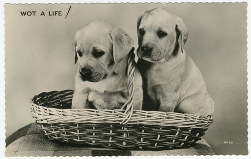 Labrador retriever puppies - labrador,