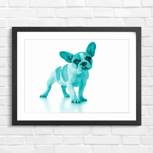 Adorable french bulldog puppy - french,