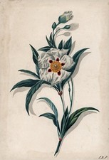 BOTANICAL - STILL LIFE FLOWERS / FLORAL STUDY Watercolour Painting c1850 SIGNED