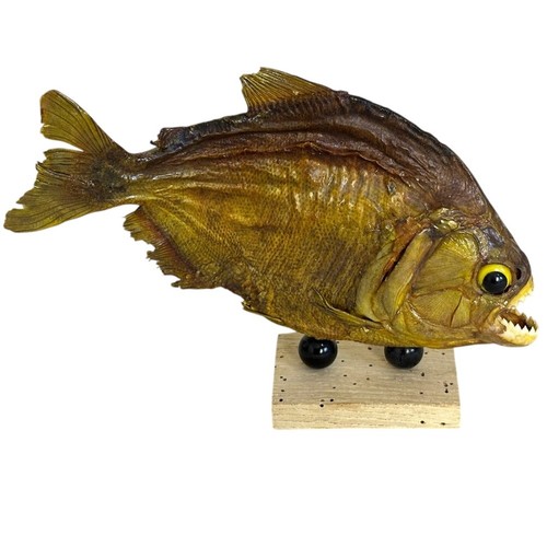 Vintage piranha fish taxidermy - vintage,
