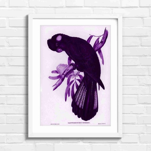 Vintage black cockatoo bird - vintage,