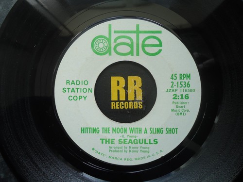 The seagulls hitting - seagulls,