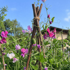 Willow Plant Support Sticks