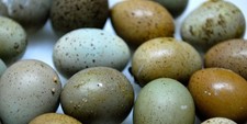 Chinese Painted Button Quail Eggs 4 Pack (+2 FREE)