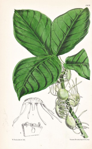 Dorstenia mannii bight - bight, of