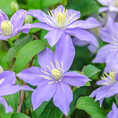 Clematis justa deciduous blue - clematis,