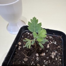 Rare Boswellia sacra