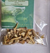 SUPERB  BAG OF FOSSIL SHARKS