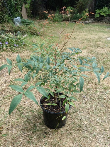 Nandina domestica gulf - nandina,