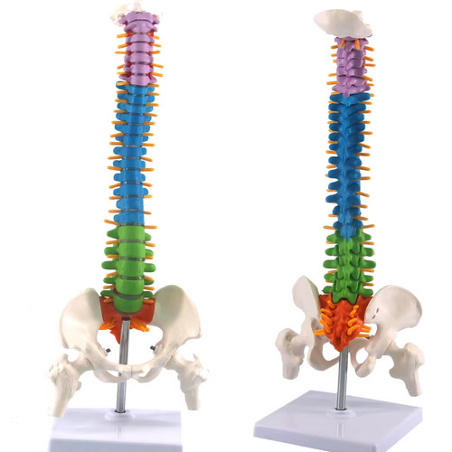 Human spine with pelvic - human,