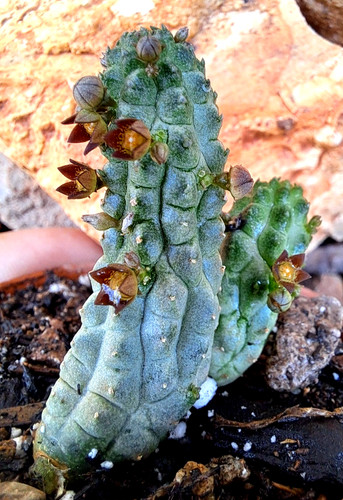 Echidnopsis cereiformis brunei - echidnopsis,