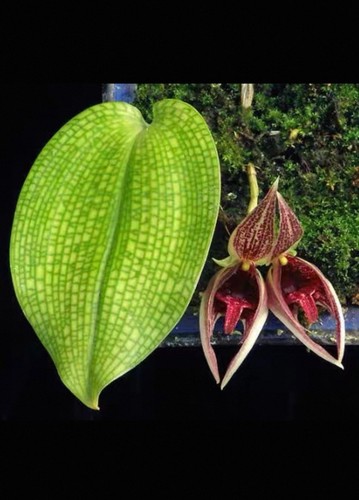 Rare bulbophyllum reticulatum - rare,