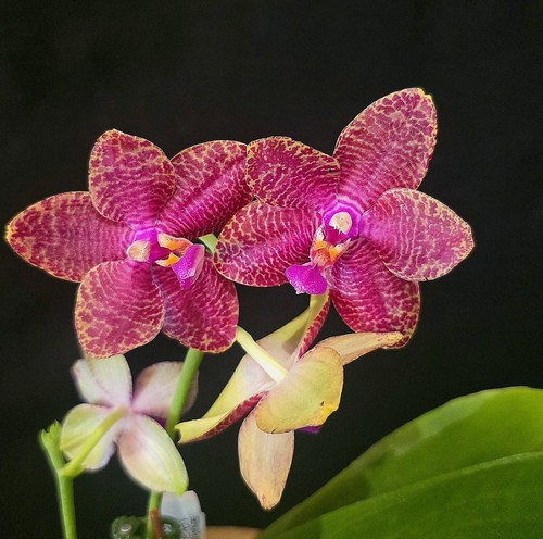 Phalaenopsis pylos ana - pylos,