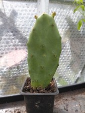 Prickly Pear Cactus, Rooted