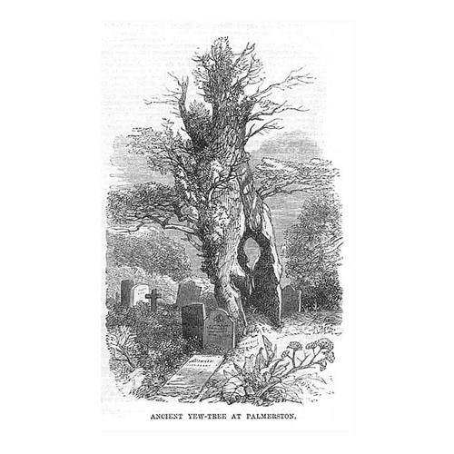 Ireland ancient yew tree - ireland, at