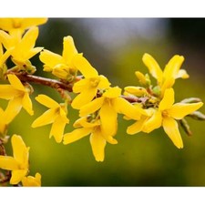 Forsythia Hardy Shrub Spring