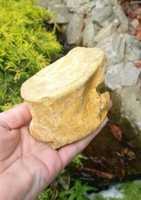 Fossil plesiosaur vertebrae - fossil,