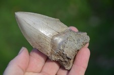LOVELY  GENUINE  MEGALODON SHARK TOOTH, BEST VALUE MEGS ,U.K #DB243
