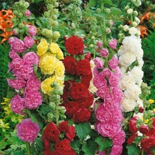  190 seeds Hollyhock Alcea Rosea Chaters double mixed+4" FREE PLANT LABEL