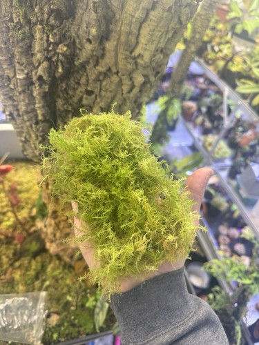 Large handful 100 pure - large, of
