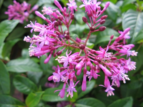 Fuchsia arborescens tree - fuchsia, arborescens.