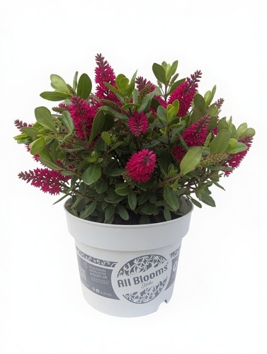 Pink flowering hebe shrub 2l - hebe,