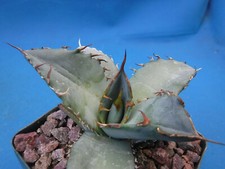 Agave "White Ice" STARTER